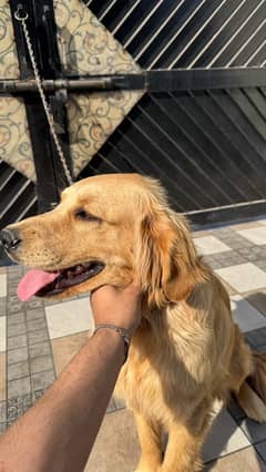 golden retriever