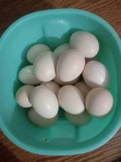 Pure Aseel eggs available