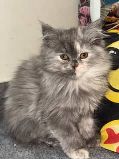 persian cats Triple coat 1 baby 20k