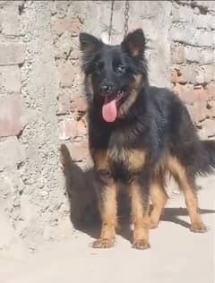 German Shepherd long coat female Char mahine for sale