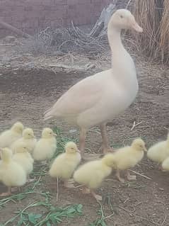 duck white colour