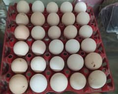 Australorp firtile egg