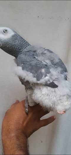 Grey parrot handtamed