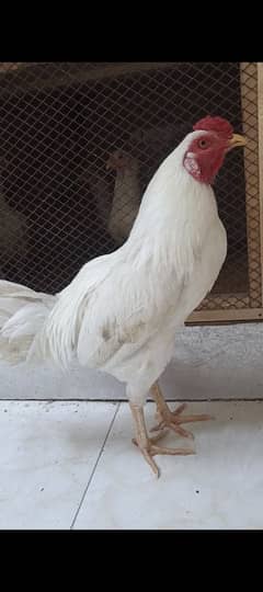 heera male for sale