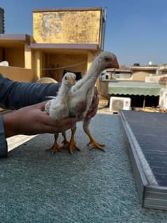 White O shamo chicks pair