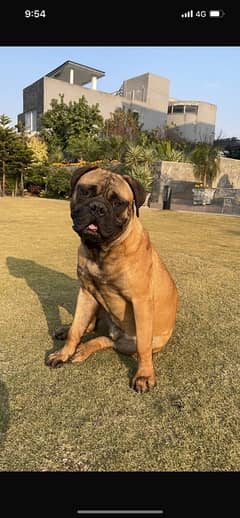 BullMastiff