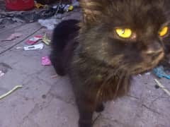 black and chocolate shade Persian cat