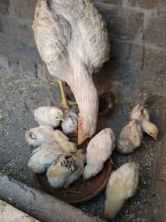 aseel hen with 9 chiks