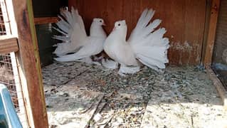 American fantail chicks pair for sale