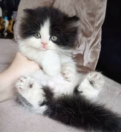 Persian Unique colour kitten