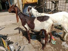 gaban pewr Sindhi bakri urgent sale