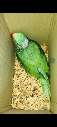 raw chicks white parrot chicks sun conure chicks 03240045535