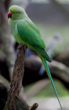 parrot