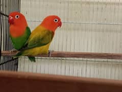 UWing opline | green opline| lovebirds | birds