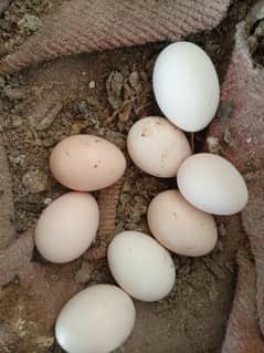 Desi Fertile eggs