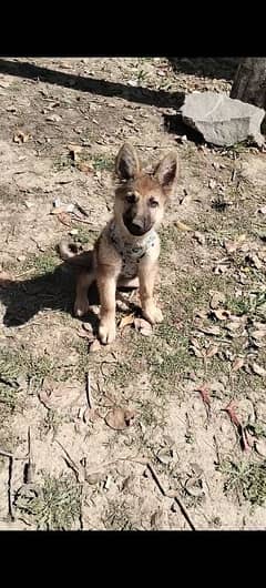 German Shepherd puppy