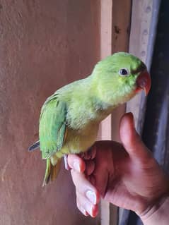 Parrot in good condition and good health