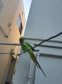 hand tame full talking parrot