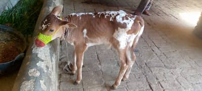 cow for sale in Rawalpindi