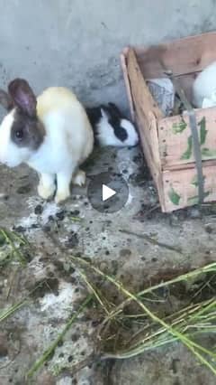 rabbits and businesses