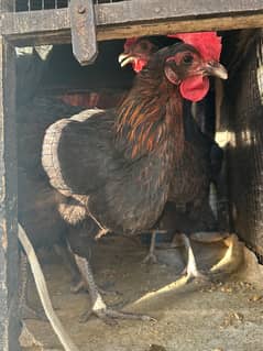 6 Egg Laying Golden Misri Hens & 1 Rooster for Sale