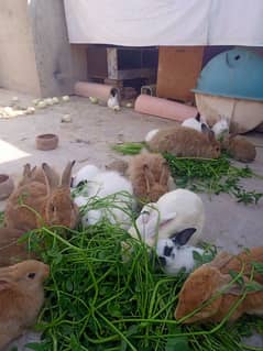 3flamish and 2 newzeland . only male rabbits available