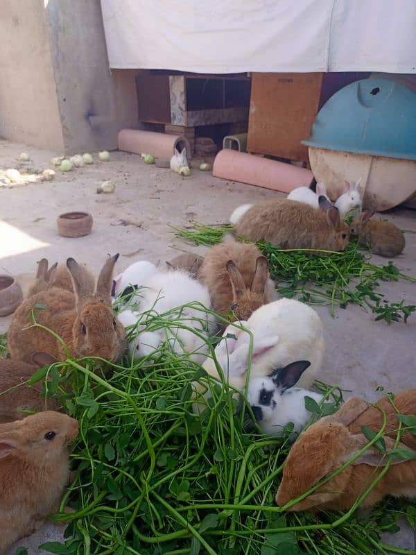 3flamish and 1newzland rabbit and females 2