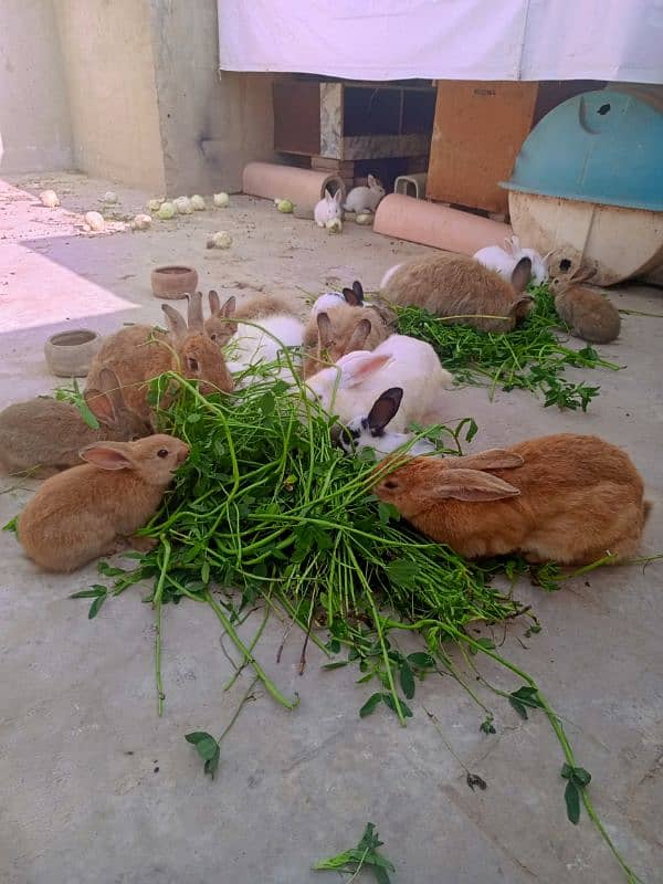3flamish and 1newzland rabbit and females 3