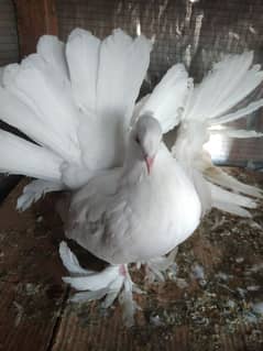 white American pigeon