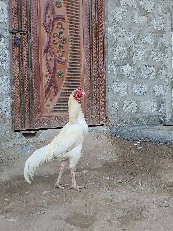 white aseel heera 1 sal ka 0
