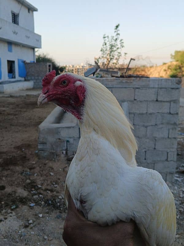 white aseel heera 1 sal ka 2