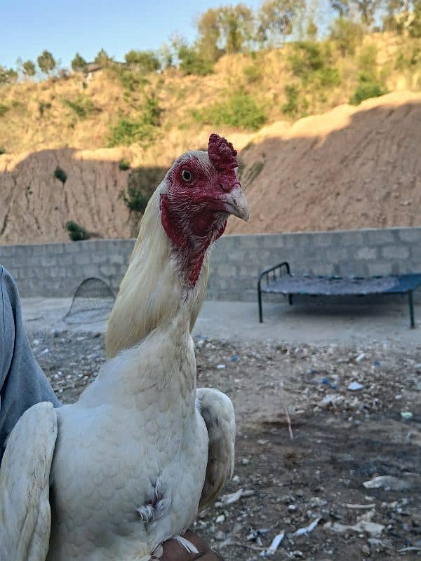white aseel heera 1 sal ka 3