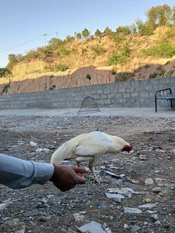white aseel heera 1 sal ka 4