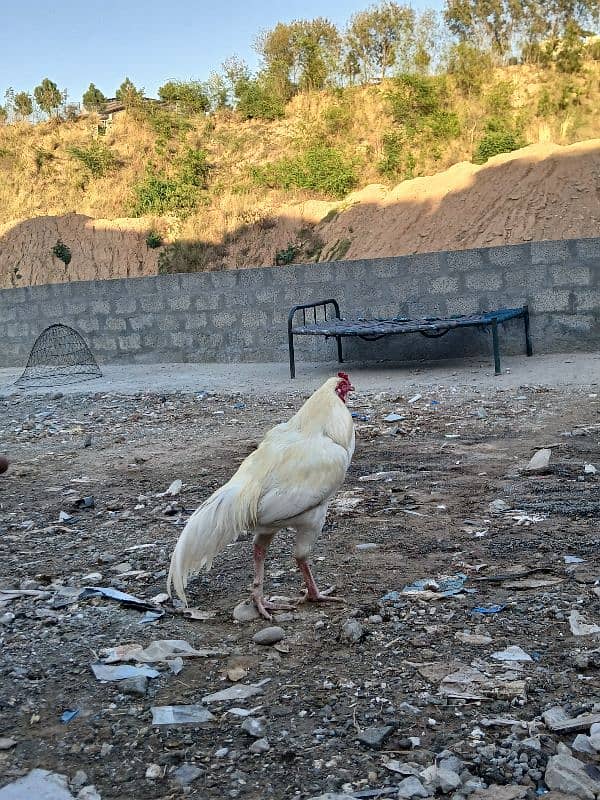 white aseel heera 1 sal ka 5