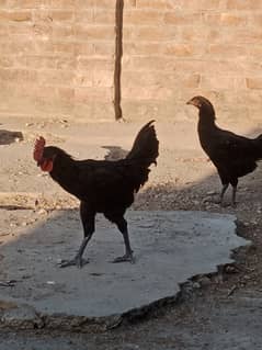 murgay Australorp pure desi