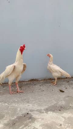 Heera pair for sell low price