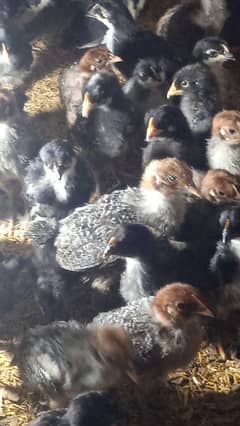 fayumi, Australorp for sale, 20 day old chicks