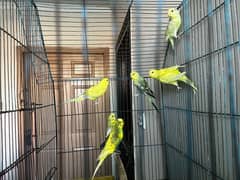 Australian parrot   3 pairs available