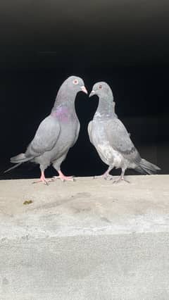 Pigeon pathy (pair) for sale.