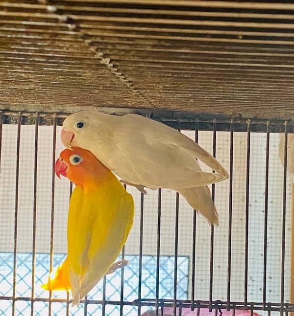 Albino Black eye into Lutino personata 1