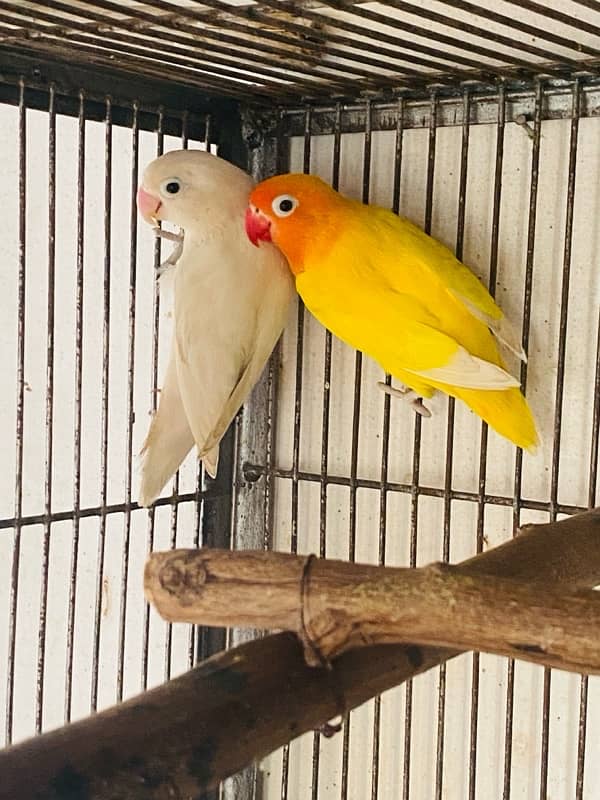 Albino Black eye into Lutino personata 2