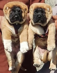 Kurdish Kangal security dog 2 month fear for sale heavy bone