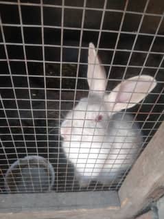 Red Eye Rabbit for Sale