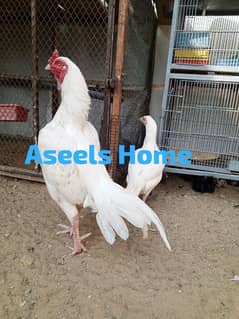 best quality Aseel Chicks