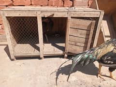 Aseel pair and wooden coop for sale