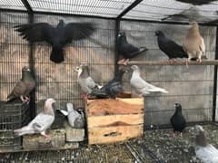 PIGEON PAIR BREEDER