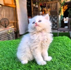 Persian kitten for sale only contact whatup 03292450497