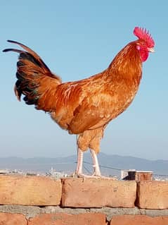 one male hen for sale