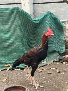 aseel Male Hen for sale