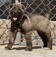 Kurdish Kangal security dog 3 month male for sale heavy bone